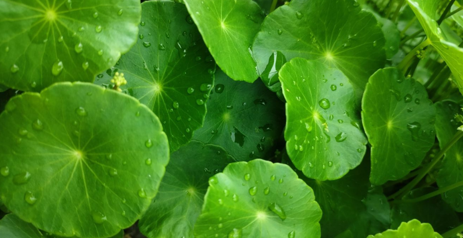 Čo je to Cica_ Všetko, čo potrebujete vedieť o Centella Asiatica (Pupočník ázijský)